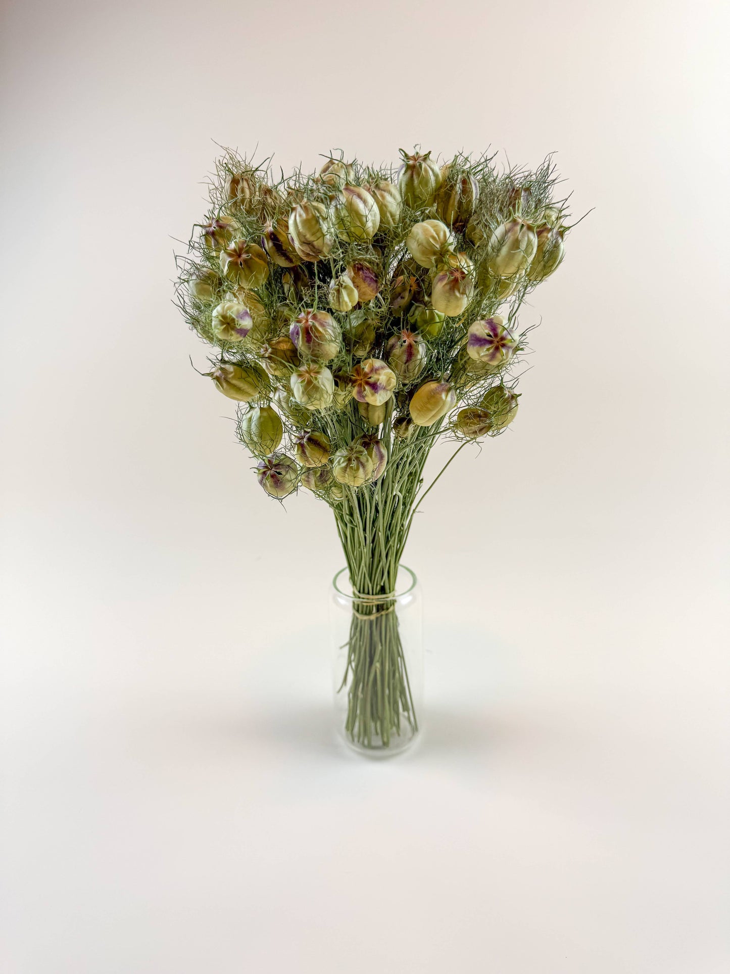 Dried Nigella (Love-in-a-Mist) Seed Pods