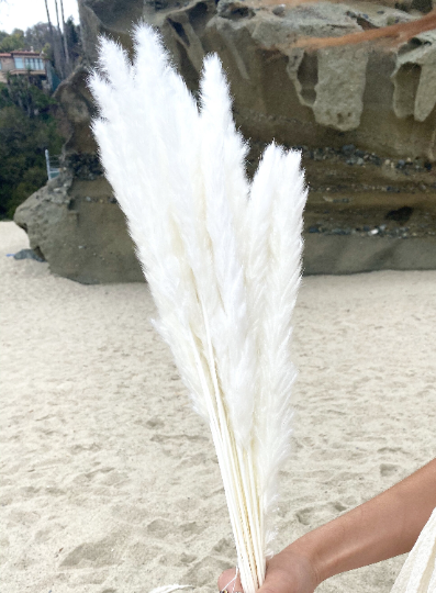 Small Natural Dried Pampas Grass stem
