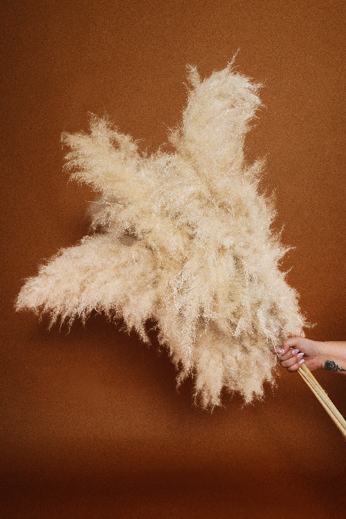 Tall PAMPAS GRASS