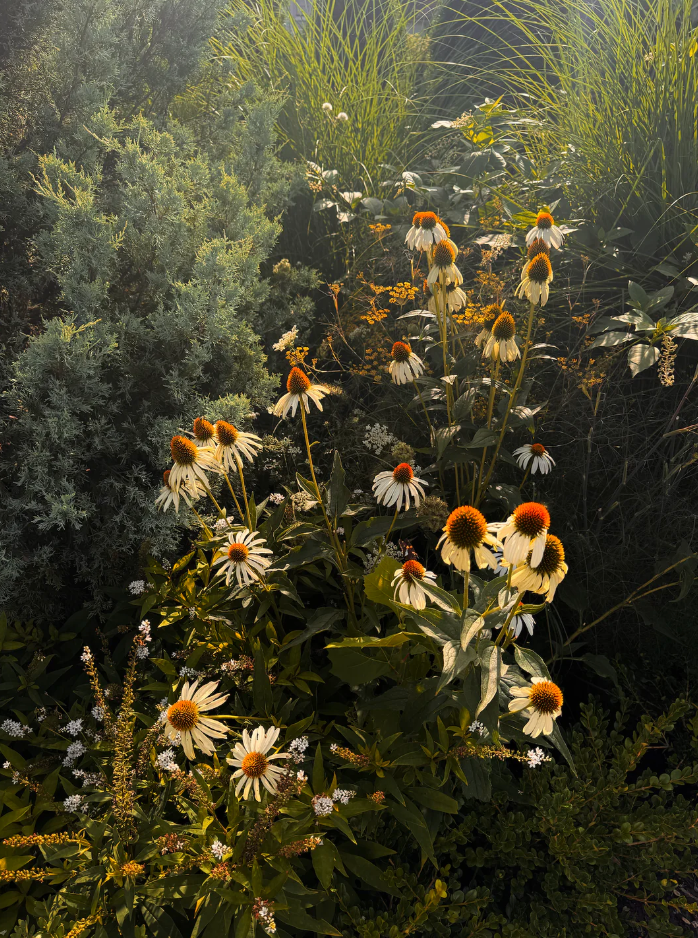 The Quiet Botanist - Organic Edible Flower Blend
