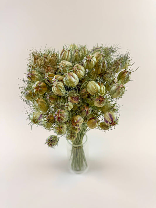 Dried Nigella (Love-in-a-Mist) Seed Pods