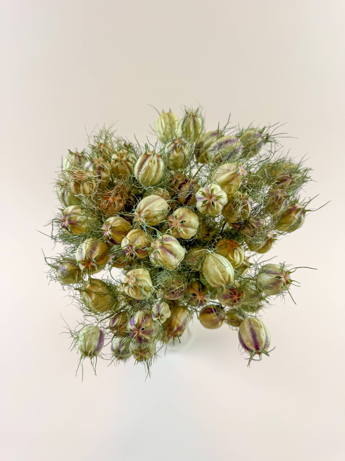 Dried Nigella (Love-in-a-Mist) Seed Pods