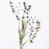 La Boîte - Lavender - from the fields of Southern France spice