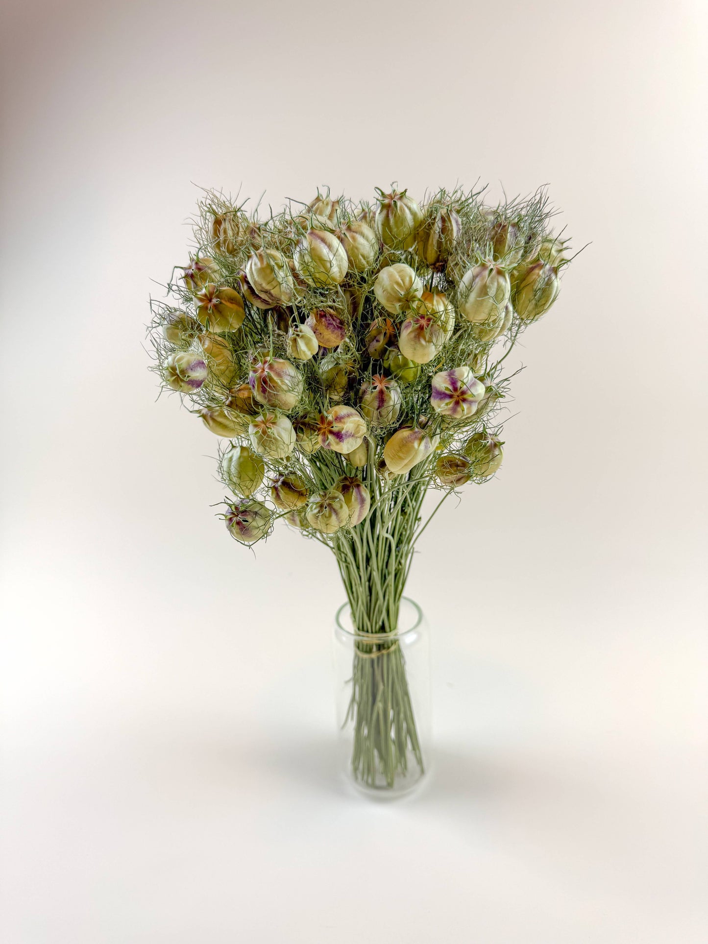 Dried Nigella (Love-in-a-Mist) Seed Pods